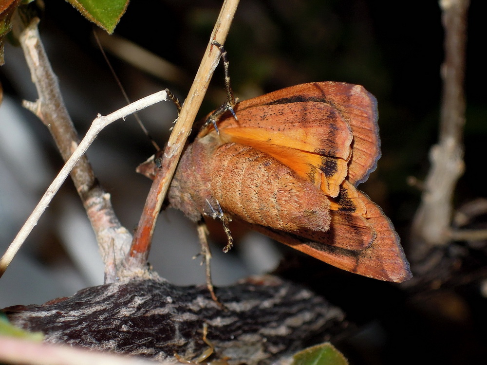 Noctua pronuba